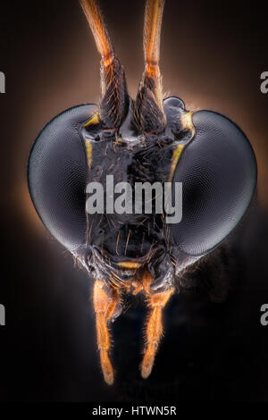 Extreme Vergrößerung - schwarze Wespe Kopf Stockfoto