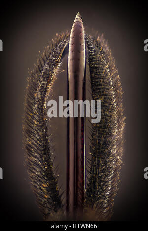 Extreme Vergrößerung - schwarze Wespe Stinger details Stockfoto