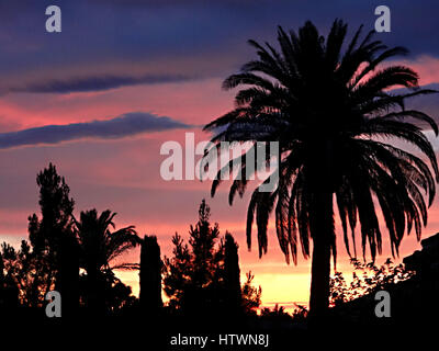 Sonnenuntergang und Palm-Baum Stockfoto