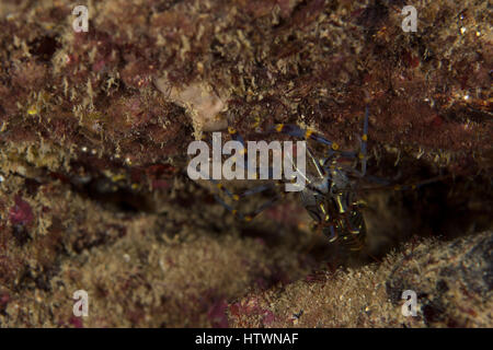Nahaufnahme von einer gemeinsamen Garnele genommen unter Wasser beim Tauchen bei Pendennis, Silversteps in Cornwall. Stockfoto