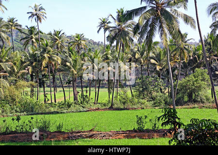 Inter-Ernte von Paddy und Kokosnuss Anbau in Goa, Indien. Stockfoto