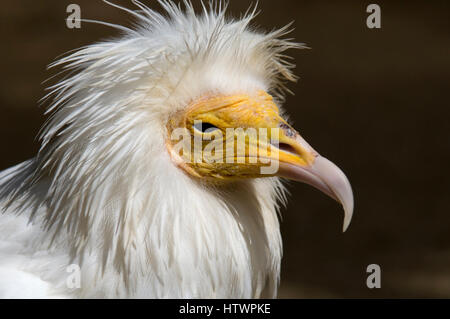 Schmutzgeier - Neophron percnopterus Stockfoto