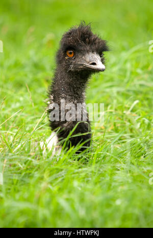 Emu-Portrait - (Dromaius Novaehollandiae) Stockfoto