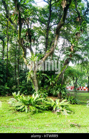 Vogel's – Nest Farne, Asplenium Nidus, wächst auf einem Baum in einer Parklandschaft in Singapur. Stockfoto