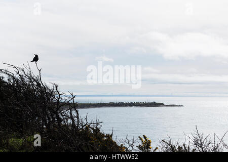 Krähen im Baum bei Dallas Road. Victoria, BC. Kanada Stockfoto