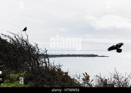 Krähen im Baum bei Dallas Road. Victoria, BC. Kanada Stockfoto