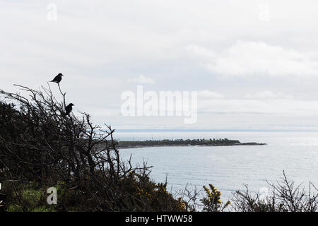 Krähen im Baum bei Dallas Road. Victoria, BC. Kanada Stockfoto