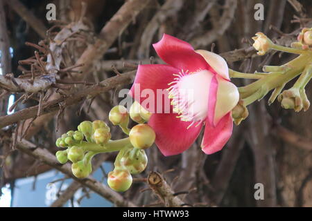 Shivalinga Blume, ayahuma, shorea Robusta, śāl, Sakhua, shala Baum oder Cannonball Baum (couroupita guianensis), lecythidaceae, roval Palast, Stockfoto