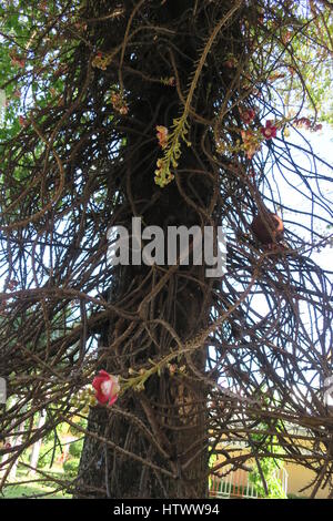 Shivalinga Blume, ayahuma, shorea Robusta, śāl, Sakhua, shala Baum oder Cannonball Baum (couroupita guianensis), lecythidaceae, roval Palast, Stockfoto