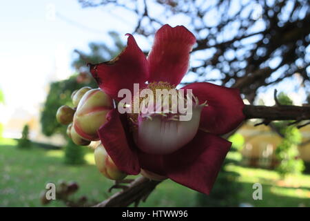 Shivalinga Blume, ayahuma, shorea Robusta, śāl, Sakhua, shala Baum oder Cannonball Baum (couroupita guianensis), lecythidaceae, roval Palast, Stockfoto