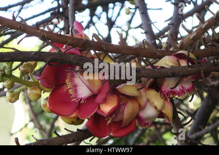 Shivalinga Blume, ayahuma, shorea Robusta, śāl, Sakhua, shala Baum oder Cannonball Baum (couroupita guianensis), lecythidaceae, roval Palast, Stockfoto