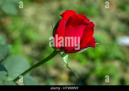 Am frühen Morgen schöne Blume Rosengarten, Tau auf Rosen mit tollen Farben und Verity mit schließt umsehen, fünfzig der Wahrheit der Rosen in diesem gard Stockfoto