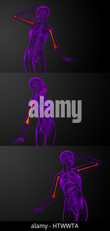 3D Rendering medizinische Illustration des Humerus Knochens Stockfoto