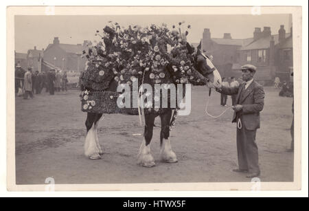 Anfang 1900 Postkarte von blumig dekoriert Shire Horse mit Besitzer, für die jährliche Liverpool kann Pferdeparade. möglicherweise Liverpool, Großbritannien Stockfoto
