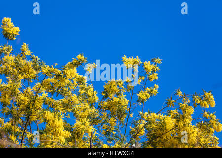 Mimosen Blüten. Acacia Dealbata Mimosa. Mimosa-Blumen auf blauem Himmel Stockfoto