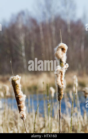 Wind Verbreitung flauschige Samen von breitblättrigen Rohrkolben Stockfoto