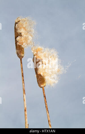 Wind Verbreitung flauschige Samen von breitblättrigen Rohrkolben Stockfoto
