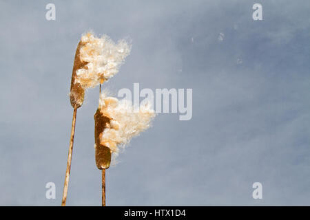 Wind Verbreitung flauschige Samen von breitblättrigen Rohrkolben Stockfoto