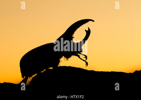 Western Hercules Käfer männlichen auf Login gehen, Streben nach oben, Silhouette von Orange. Diese Nashornkäfer fotografiert wurde in Arizona. Stockfoto