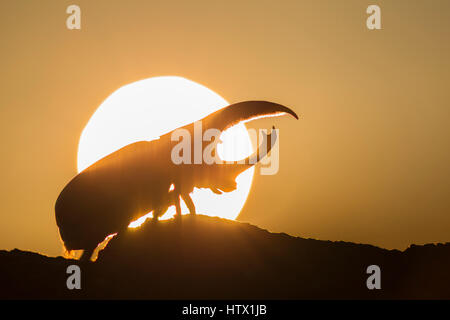 Western Hercules Käfer Mann zu Fuß auf Log, Silhouette durch die aufgehende Sonne.  Diese Nashornkäfer fotografiert wurde in Arizona. Stockfoto