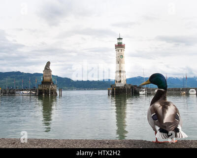 Lindau, Deutschland - 2. Mai 2015: Ente in den Hafen von Lindau. Im Hintergrund ist der typische Leuchtturm an der Hafeneinfahrt. Stockfoto