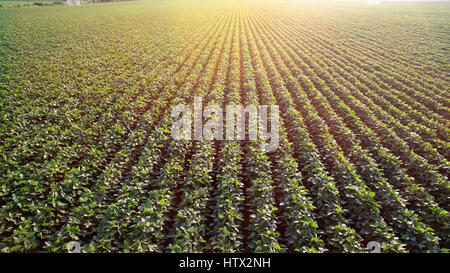 Feld mit angebauten Soja in Reihen Stockfoto