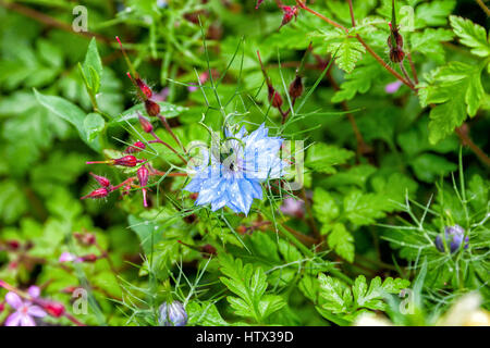 Schwarzkümmel, Nigella Sativa Pflanze, blaue Blume. Selektiven Fokus Stockfoto