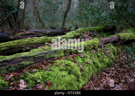 Nassen Flechten und Moos bedeckt gefallene tote Baumstämme Bookham gemeinsam in der Nähe von Leatherhead, Surrey im Winter 2017 Stockfoto