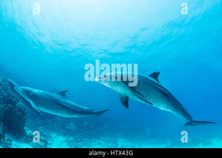 Tümmler (Tursiops Truncatus), Rotes Meer, Ägypten Stockfoto