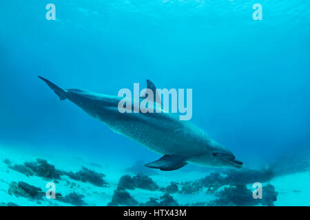 Der Große Tümmler (Tursiops Truncatus), Rotes Meer, Ägypten Stockfoto