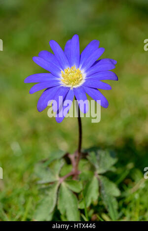 Griechische Windflower (Anemone Blanda), Blüte, North Rhine-Westphalia, Germany Stockfoto