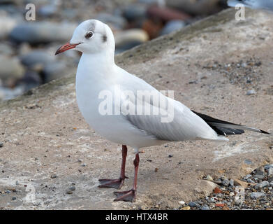 Schwarze Spitze Möwe im Winterkleid. VEREINIGTES KÖNIGREICH. Stockfoto