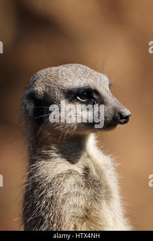 Erdmännchen: Nicht auf die Uhr! Stockfoto