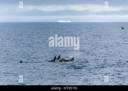 Gruppe von Orca-Jagd in antarktischen Gewässern, Antarktis Stockfoto
