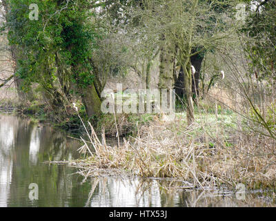 Einige üppigen Schilf in den Fluss Flatford Mill. Stockfoto