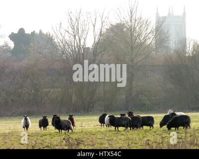 Eine Gruppe von neugierige Schafe vor der entfernten Kirche Dedham Stockfoto