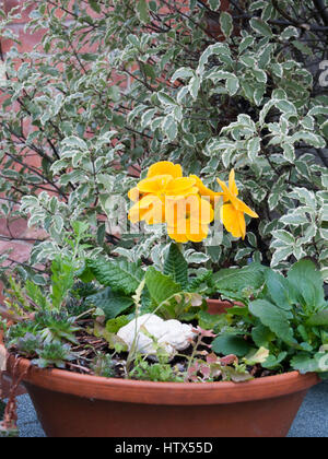 Diese lebendige, sonnenähnlichen gelben Blume in einem schönen Keramiktopf. Stockfoto