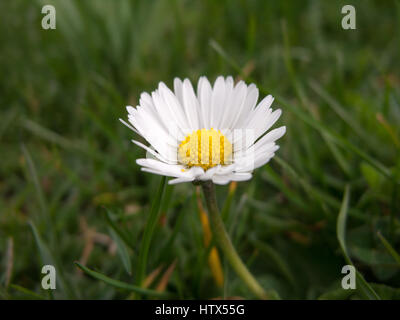 Eine Nahaufnahme von einem schönen Daisy im Frühjahr. Stockfoto