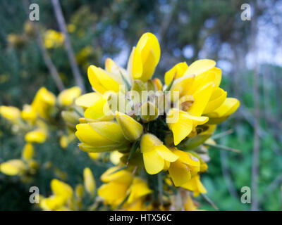Einige schöne gelbe Blumen Stockfoto