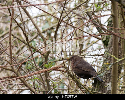 Eine Dame Amsel thront auf einem Ast. Stockfoto