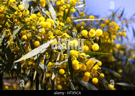 Gelbe Kugel Mimosen Blüten. Frau s am 8. März Stockfoto