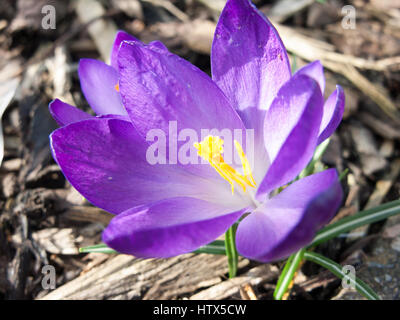 Eine wunderschöne Nahaufnahme Makro ein lila Blüten mit gelber Mitte. Stockfoto