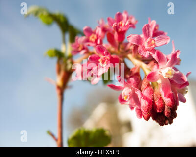 Einige wunderbar rosa Blüten. Stockfoto