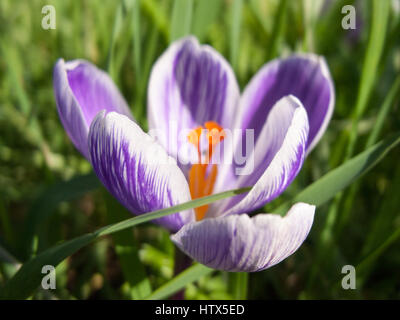 Eine wunderschöne lila Blüte in voller Blüte. Stockfoto