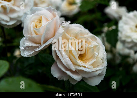 Regentropfen auf blasse Gartenrosen Stockfoto