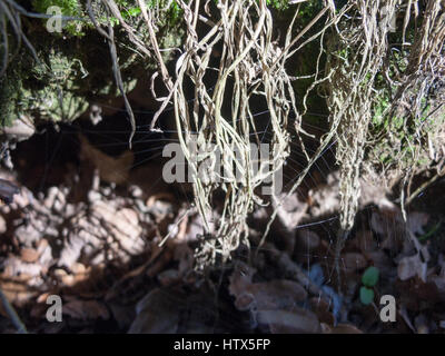 Eine schöne scharfe Aufnahme der Stränge ein Spinnennetz. Stockfoto