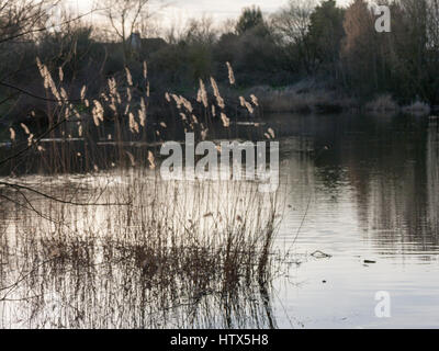 Einige Blätter in einem der wunderschönen Seen des Wivenhoe. Stockfoto