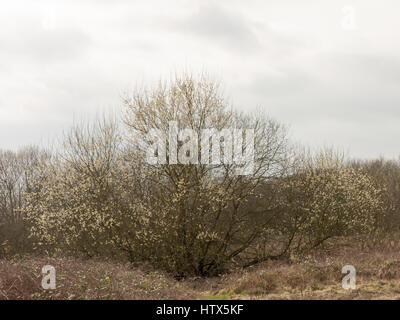 Ein schöner Baum wieder zum Leben im zeitigen Frühjahr. Stockfoto