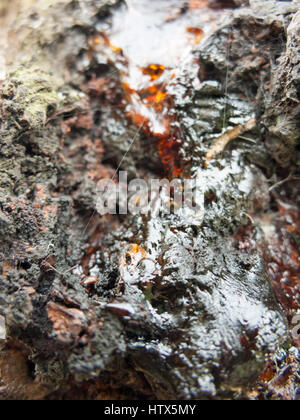 Eine abstrakte Aufnahme einige getrocknete, rissigen und klebrige Baum Lava. Stockfoto