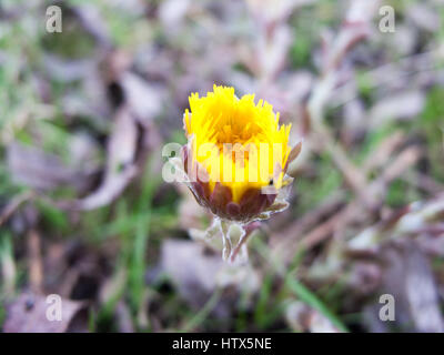 Eine schöne gelbe Knospe. Stockfoto